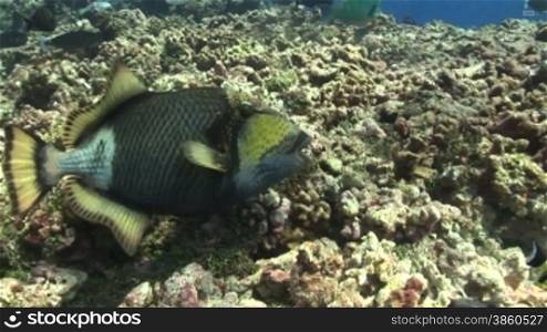 Riesen-Drnckerfisch (Balistoides viridescens), triggerfish, am Korallenriff.