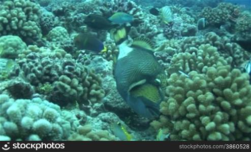 Riesen-Drnckerfisch (Balistoides viridescens), triggerfish, am Korallenriff.