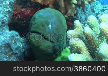 RiesenmurSne,(Gymnothorax javanicus), Moray eel, Muraene am Korallenriff.