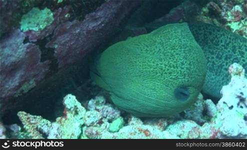 RiesenmurSne,(Gymnothorax javanicus), Moray eel, Muraene am Korallenriff.
