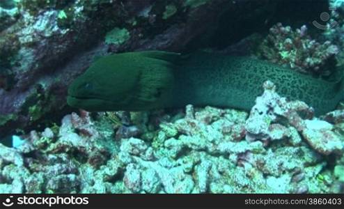 RiesenmurSne,(Gymnothorax javanicus), Moray eel, Muraene am Korallenriff.