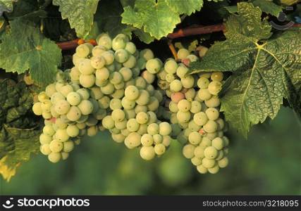 Riesling Grapes Growing on Vine
