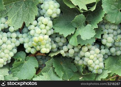 Riesling Grapes Hanging on Vine