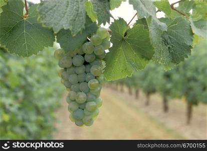 Riesling Grapes Hanging on Vine