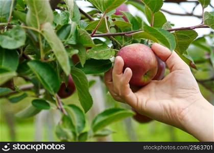 Right hand picking a delicious apple from an appletree