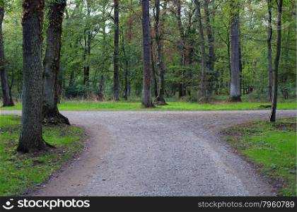 Right or left? A fork in the road in a forest