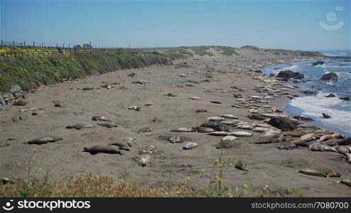 Right pan of massive Elephant seal colony