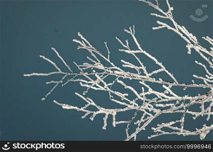 Rime ice on the branches of tree. Beautiful winter background with twigs covered with hoarfrost. Shallow focus. 