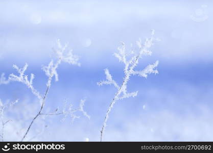 Rime on trees