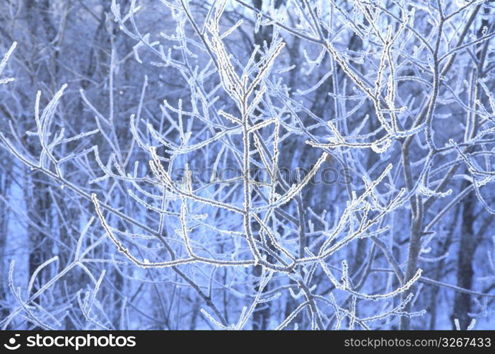 Rime on trees