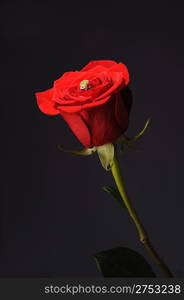 Ring in a red rose. A jewelry on a blossoming bud of a flower