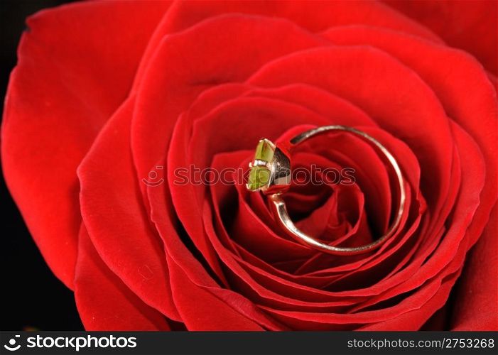 Ring in a red rose. A jewelry on a blossoming bud of a flower