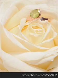 Ring in a white rose. A jewelry on a blossoming bud of a flower