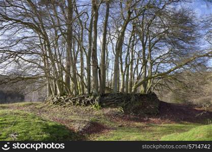 Ring of beech trees planted upon a Cotswold stone wall, Gloucestershire, England.