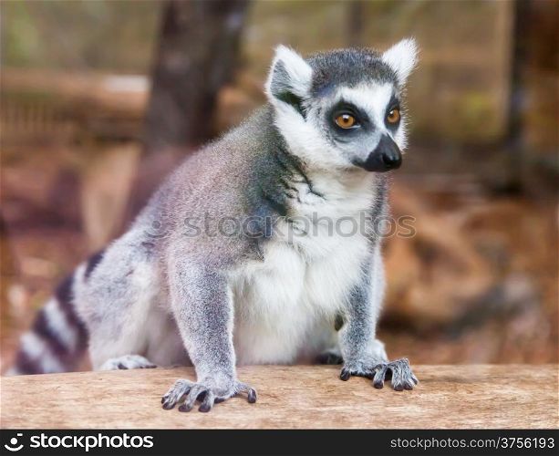 ring-tailed lemur.