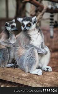 ring-tailed lemur.