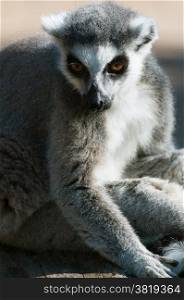 Ring-tailed Lemur Catta