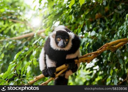 Ring-tailed lemur in a tree in the jungle