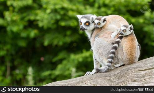 Ring-tailed lemur in captivity, young on back