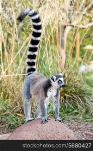 Ring-tailed lemur (Lemur catta): a clade of strepsirrhine primates endemic to the island of Madagascar.