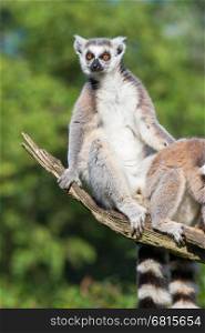 Ring-tailed lemur (Lemur catta) climbing a tree