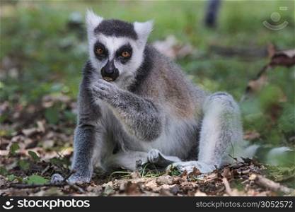 Ring-tailed lemur, lemur catta, eating on the ground