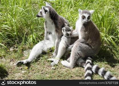 Ring tailed lemur, lemur catta mother with juvenile