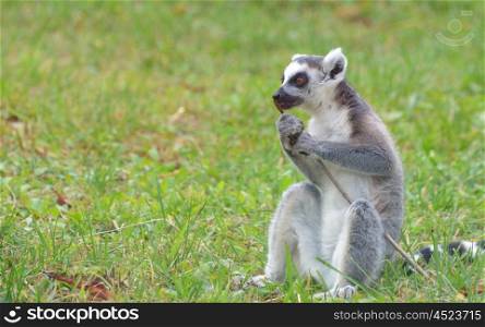 ring-tailed lemur (lemur catta) on field