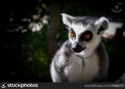 Ring-tailed lemur looking at people
