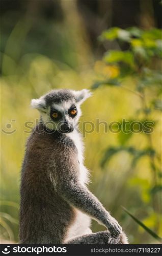 ring-tailed lemur looking into the camera
