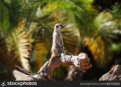 Ring tailed lemur monkey sitting on tree. lemur monkey