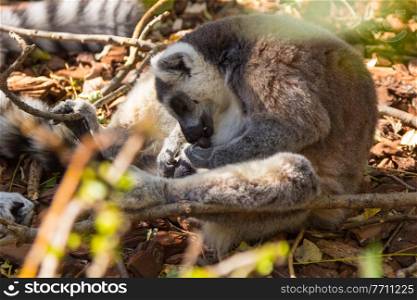 Ring Tailed Lemur or white front (Lemur catta)