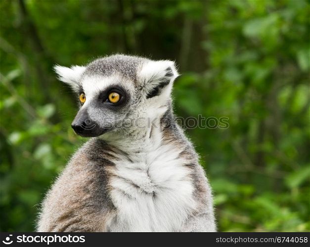Ring tailed lemur with big yellow eyes. Ring tailed lemur (Lemur catta) watching with its big yellow eyes