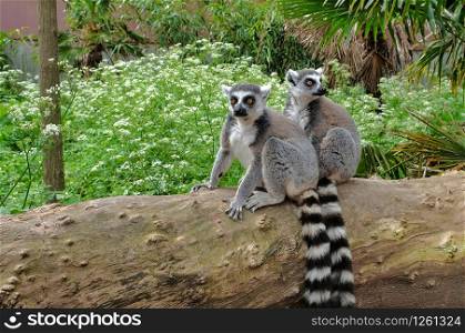 Ring tailed lemurs in the National Park in the island of Madagascar. Two young lemurs curiously came to see what is happening. avifauna netherlands. Ring tailed lemurs in the National Park in the island of Madagascar. Two young lemurs curiously came to see what is happening.