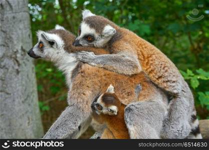 Ring tailed lemurs outdoor forest. Ring tailed lemurs family outdoor forest
