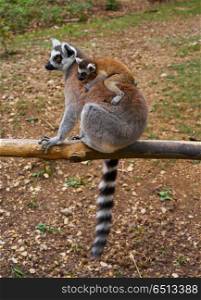 Ring tailed lemurs outdoor forest. Ring tailed lemurs outdoor mother and baby forest