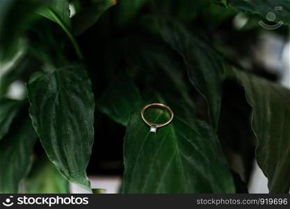 ring with a diamond on a green leaf. simple and elegant diamond ring resting on a green plant in a succulent garden. Dark black background to isolate the gemstone