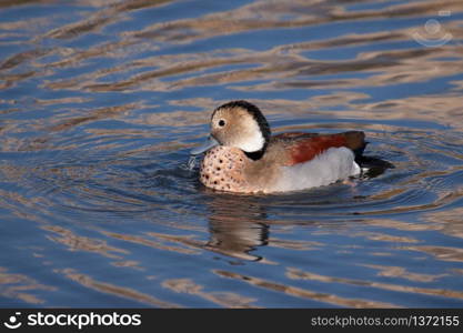 Ringed Teal (Callonetta leucophrys)