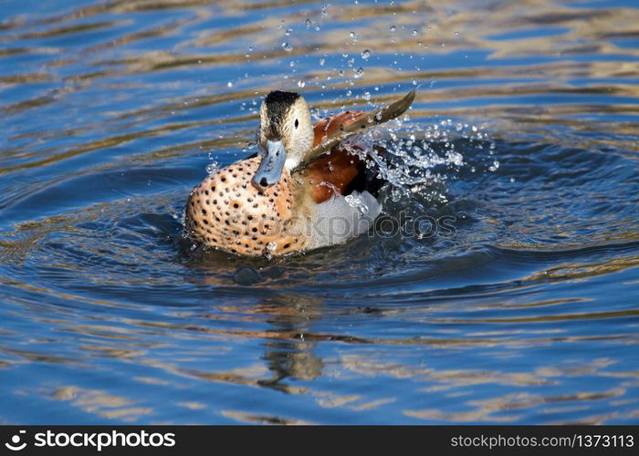 Ringed Teal (Callonetta leucophrys)