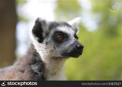 Ringtailed lemur staring into space