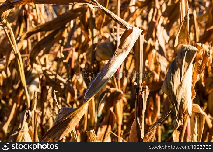 Ripe and dry corn stalks close up. End of season field with golden corn ready for harvest.. Ripe and dry corn stalks close up. End of season field with golden corn ready for harvest.