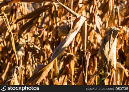 Ripe and dry corn stalks close up. End of season field with golden corn ready for harvest.. Ripe and dry corn stalks close up. End of season field with golden corn ready for harvest.