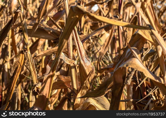 Ripe and dry corn stalks close up. End of season field with golden corn ready for harvest.. Ripe and dry corn stalks close up. End of season field with golden corn ready for harvest.