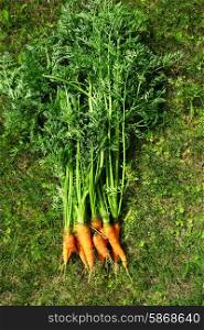 Ripe and fresh organic carrots in grass
