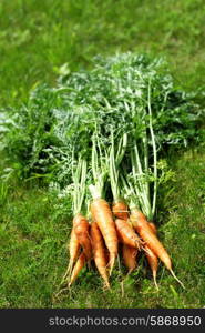 Ripe and fresh organic carrots in grass
