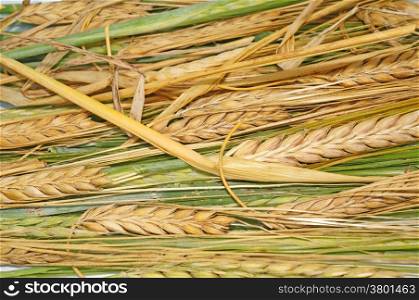 Ripe and green wheat as background