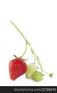 Ripe and unripe strawberries on branch