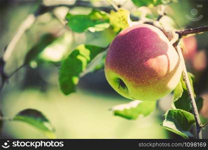 Ripe apple on a tree in close up (vintage effect)