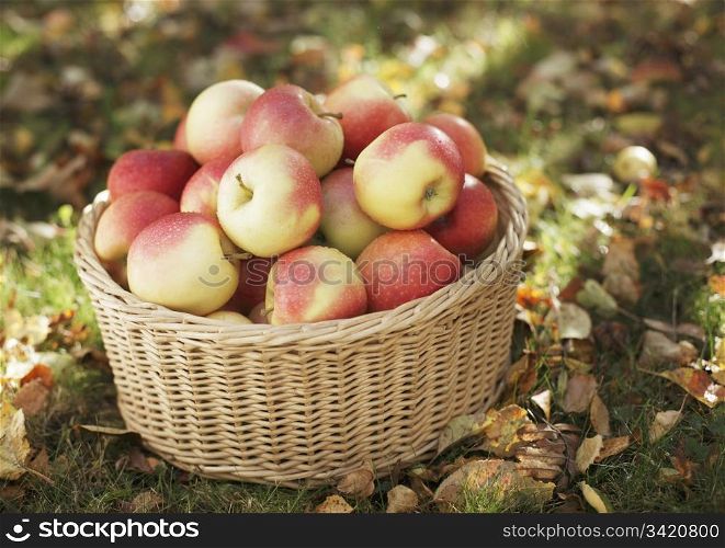 Ripe apples in a wicker basket