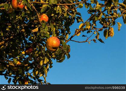 Ripe apples on a branch blue sky in the background. Ripe apples branch
